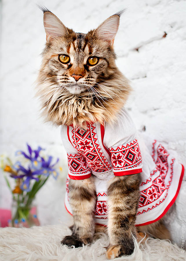 How to sew an embroidered shirt for a cat