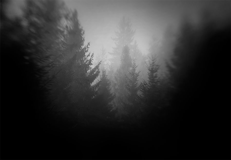 Carpathian forests in the fog