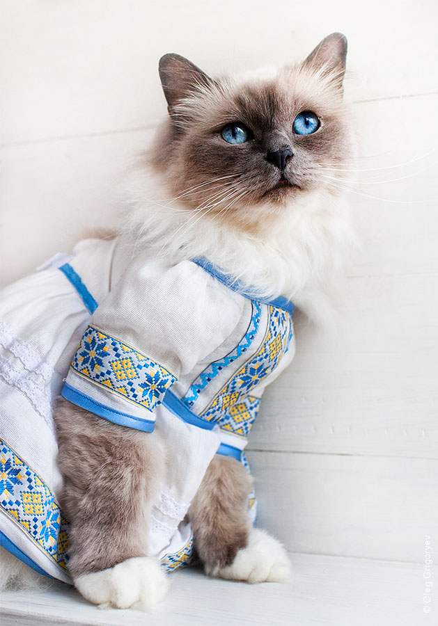 Cat Embroidery Day Ukraine