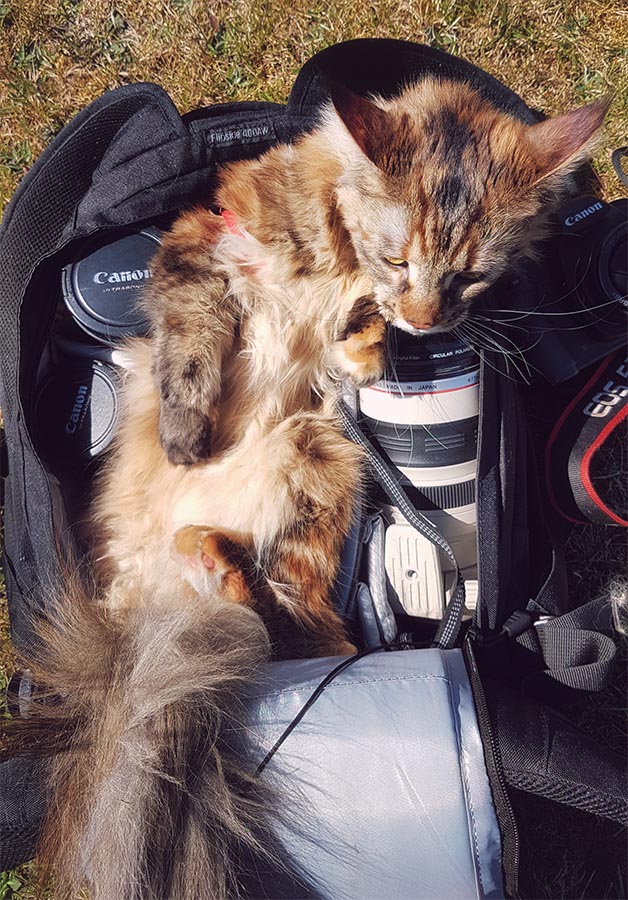 Photo shoot with a pet