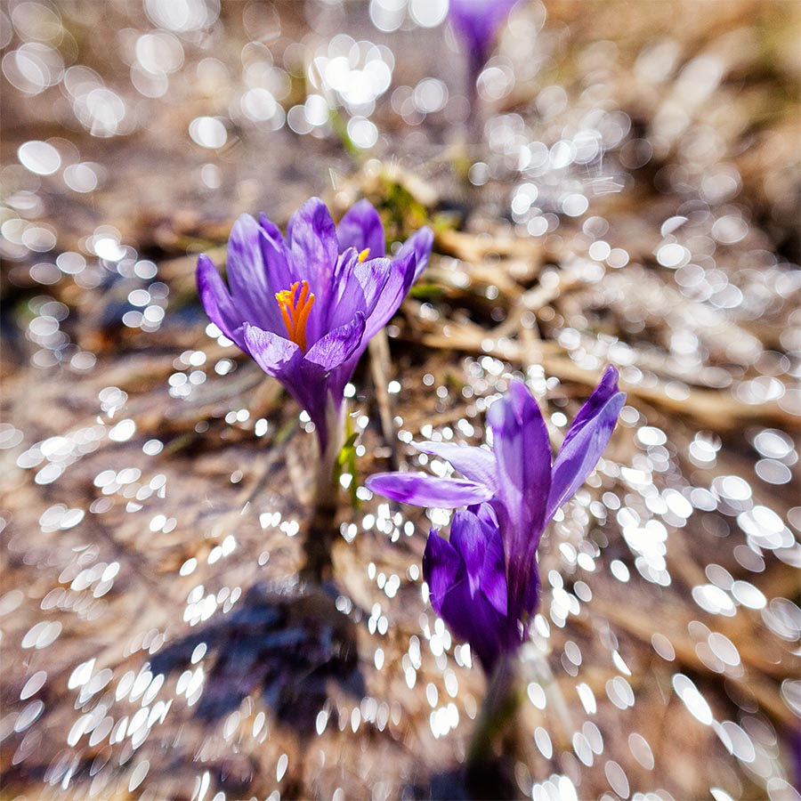 Crocuses bloomed in the mountains