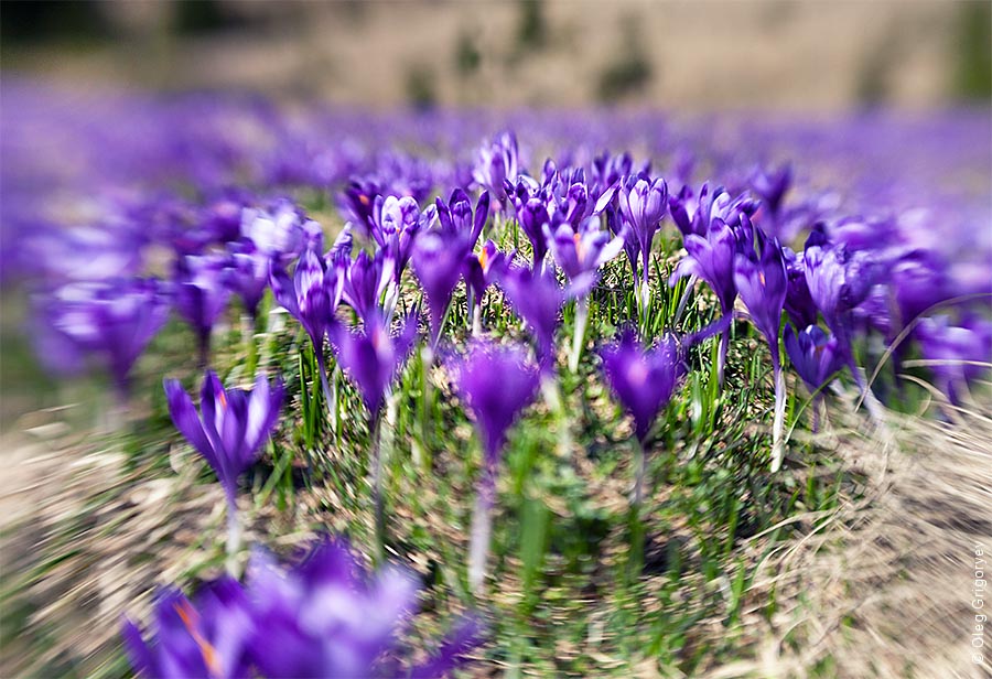 Crocuses in the Carpathians