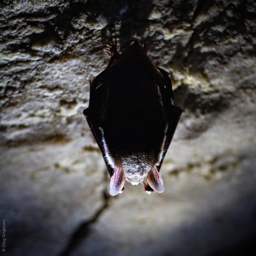 Летучие мыши пещеры Млынки фото