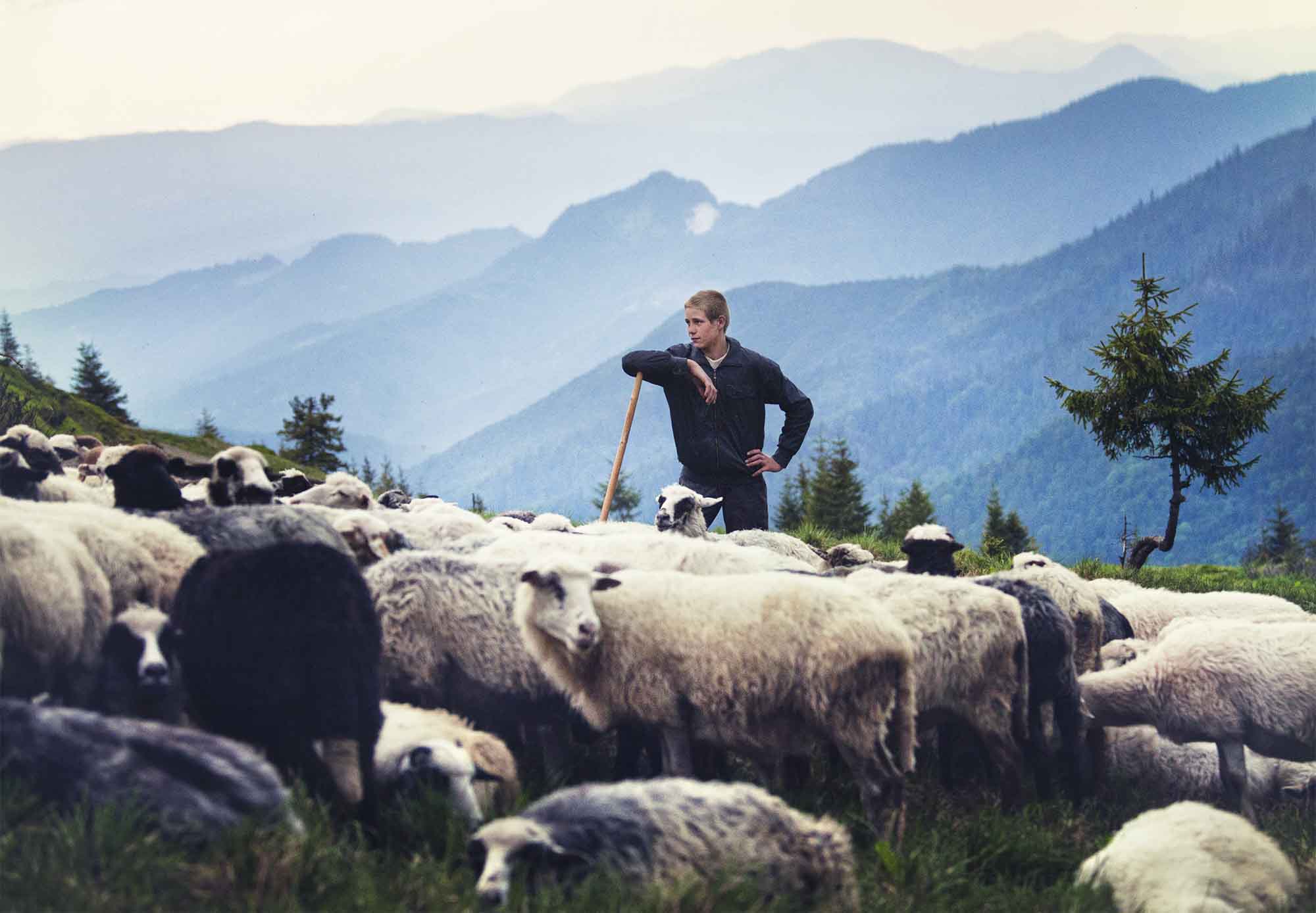 Пастухи в Карпатах