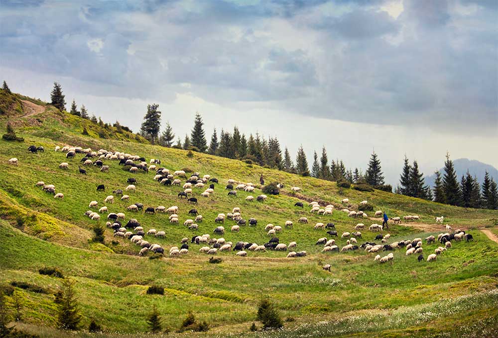 Photo of a flock of sheep on a polonine