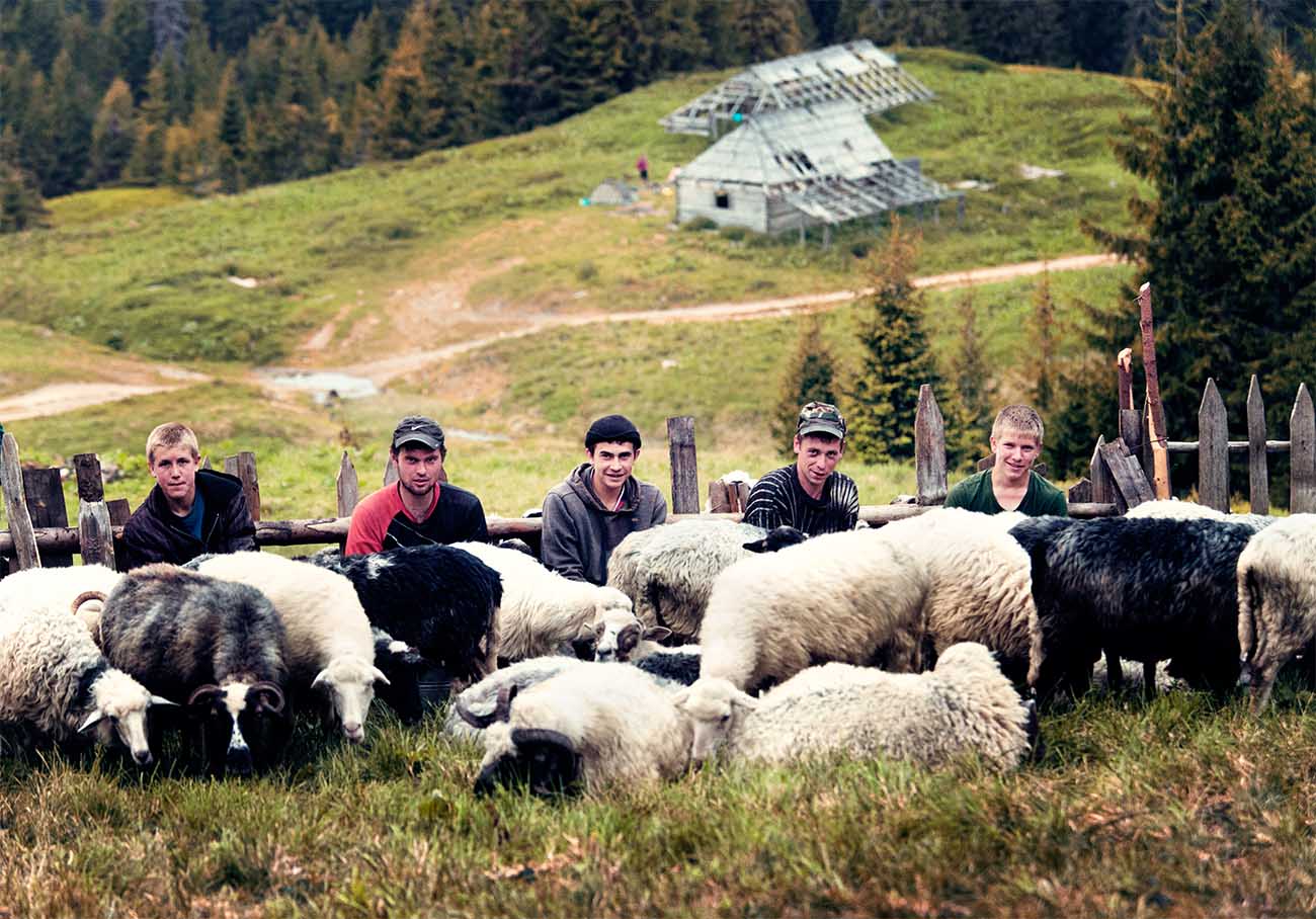 Чабаны доят овец в горах