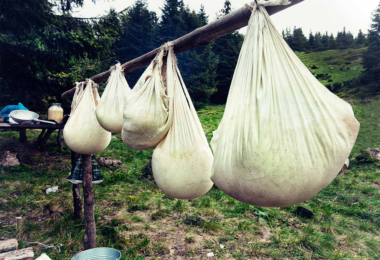 How to make brynza cheese in the Carpathians photo