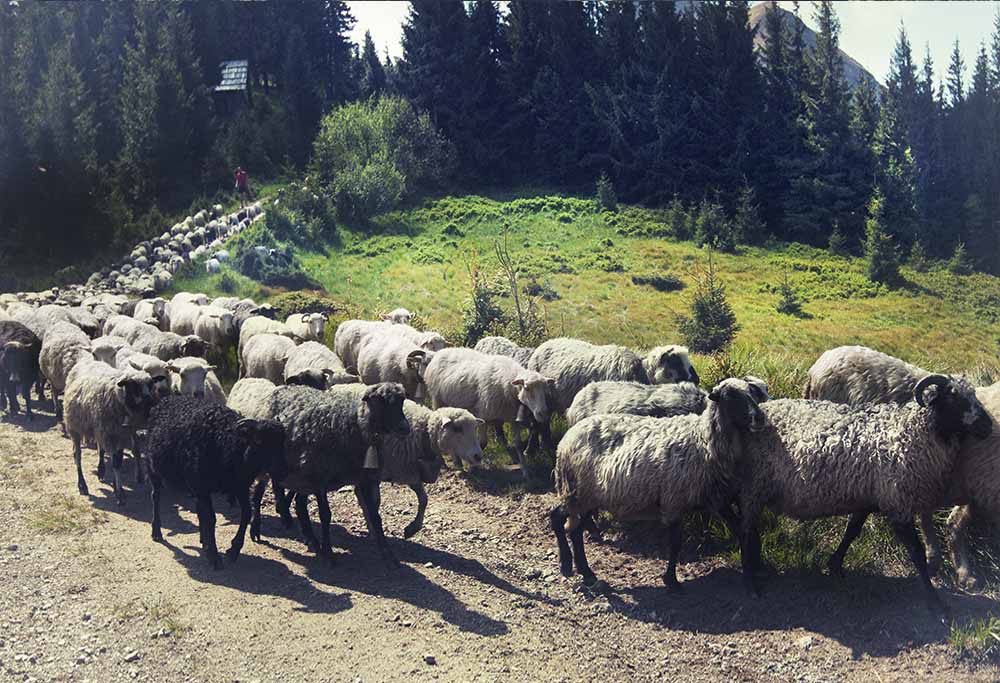 Shepherds led the flocks to the highlands