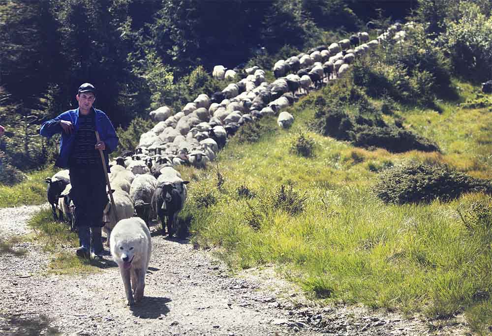 A flock of sheep in the Carpathian meadow