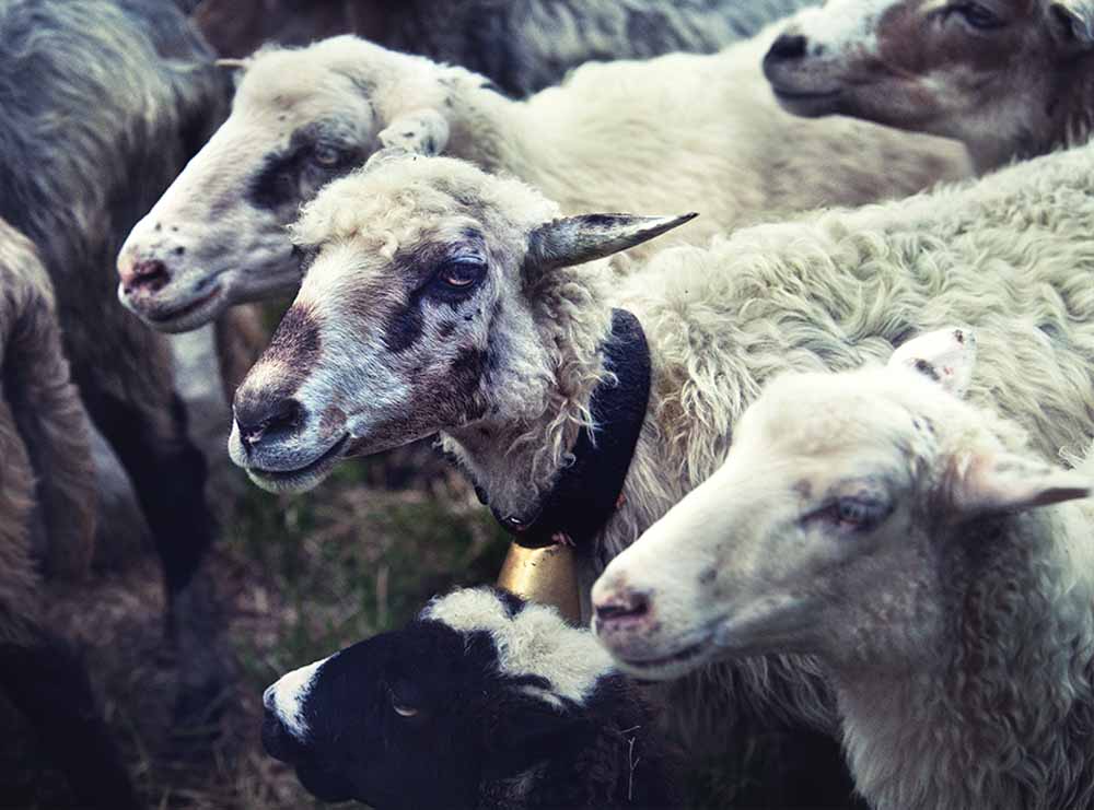 Традиции пастухов на полонинах