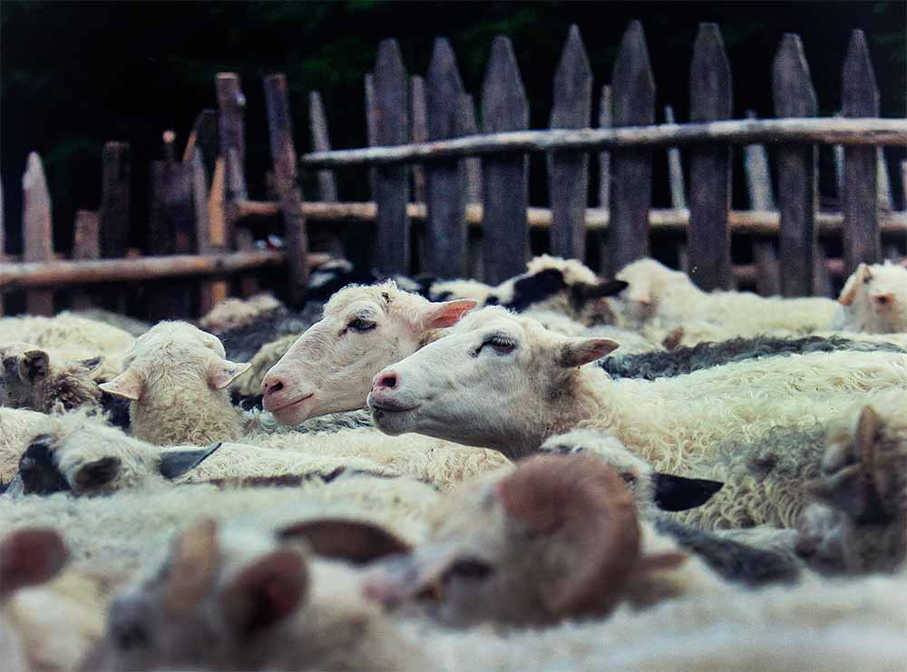 Отара овець на високогірних полонинах