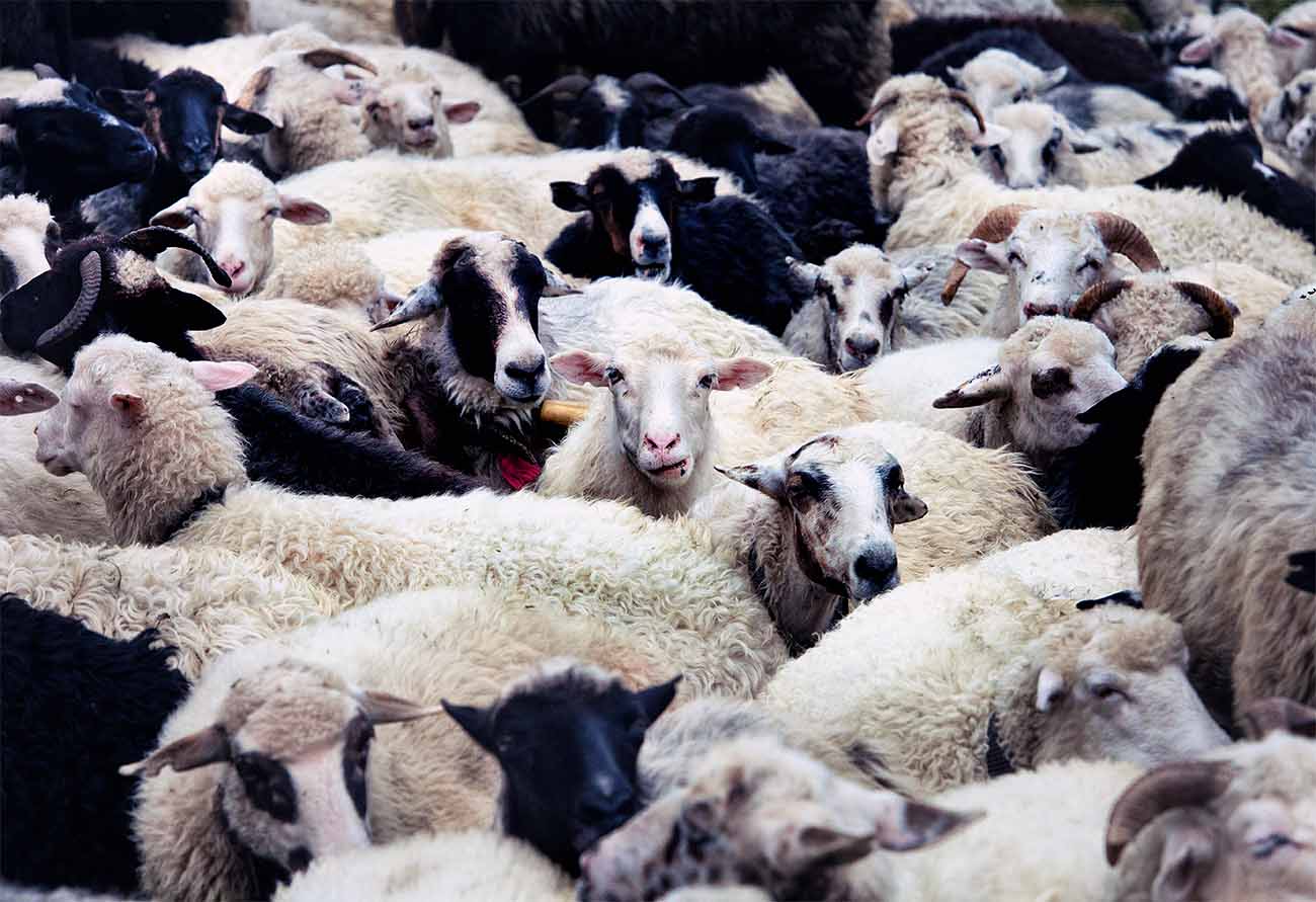 Sheep breeding in the Carpathians