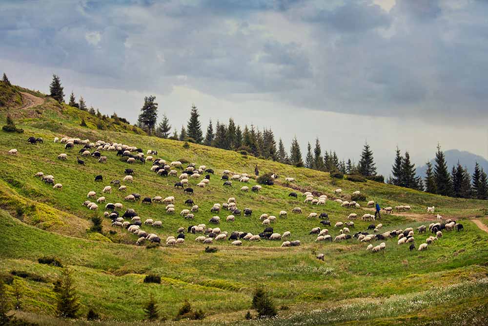 Flock of sheep in the Carpathian polonines