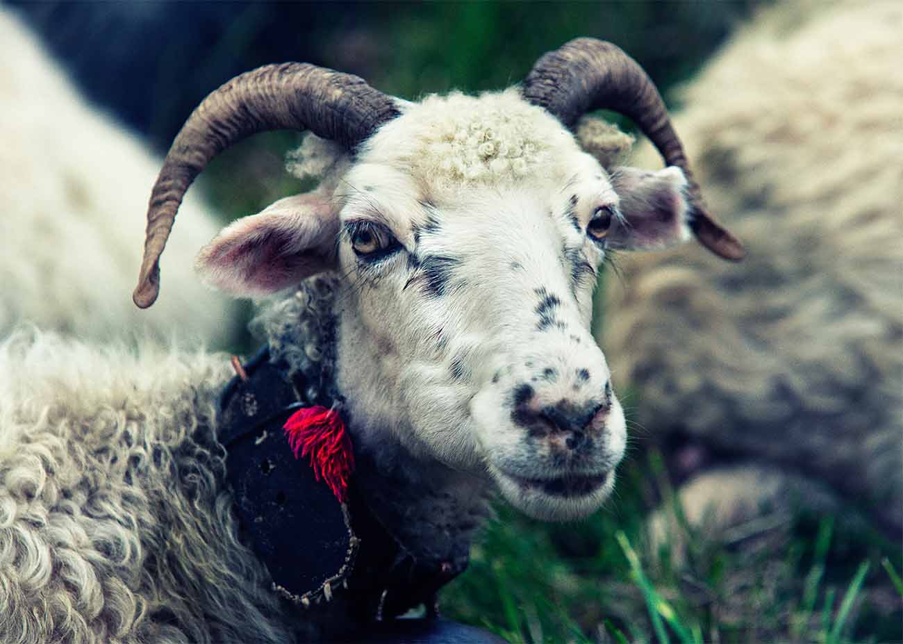 Traditions of sheep breeding