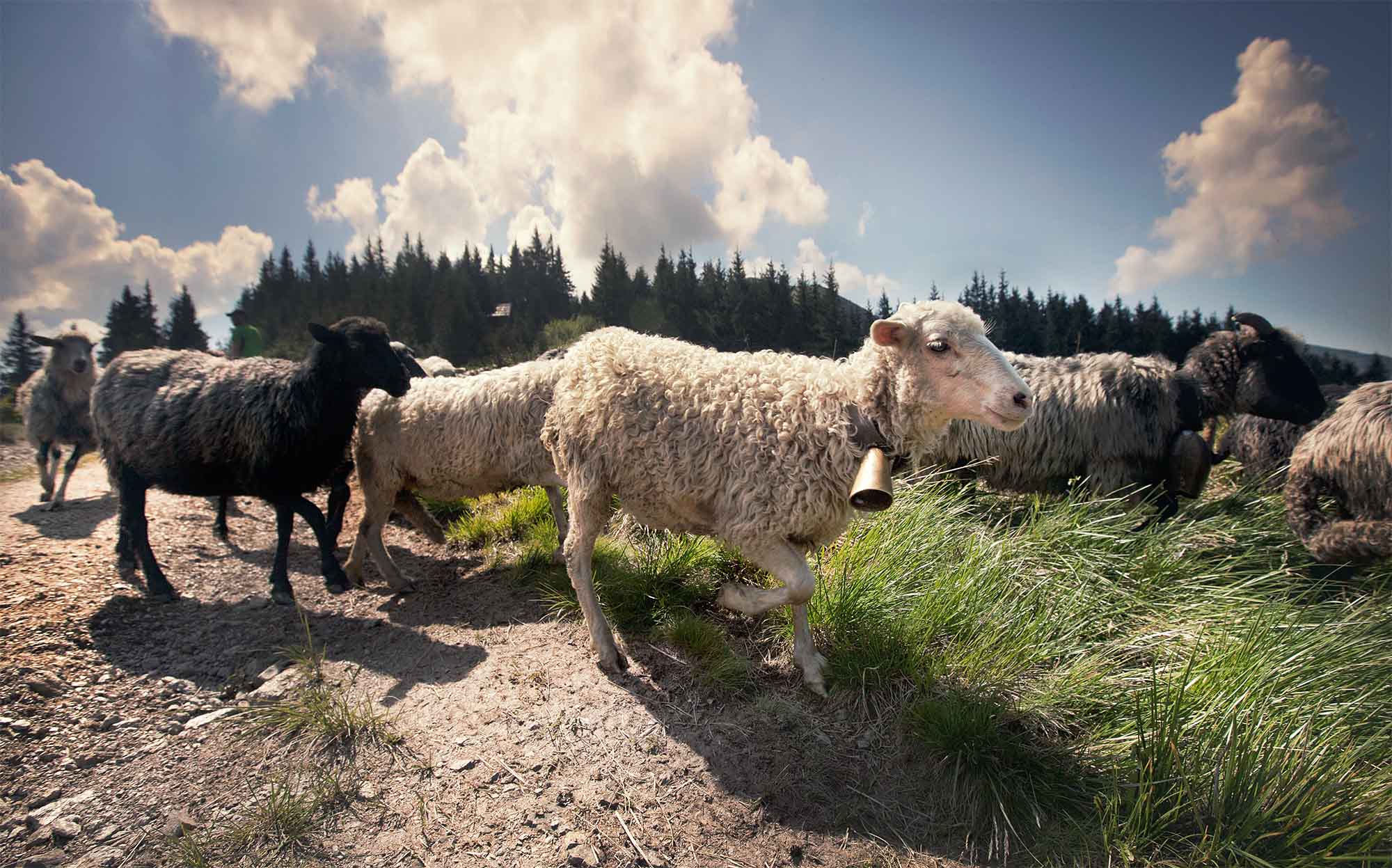 Чабани ведуть овець у високі гори