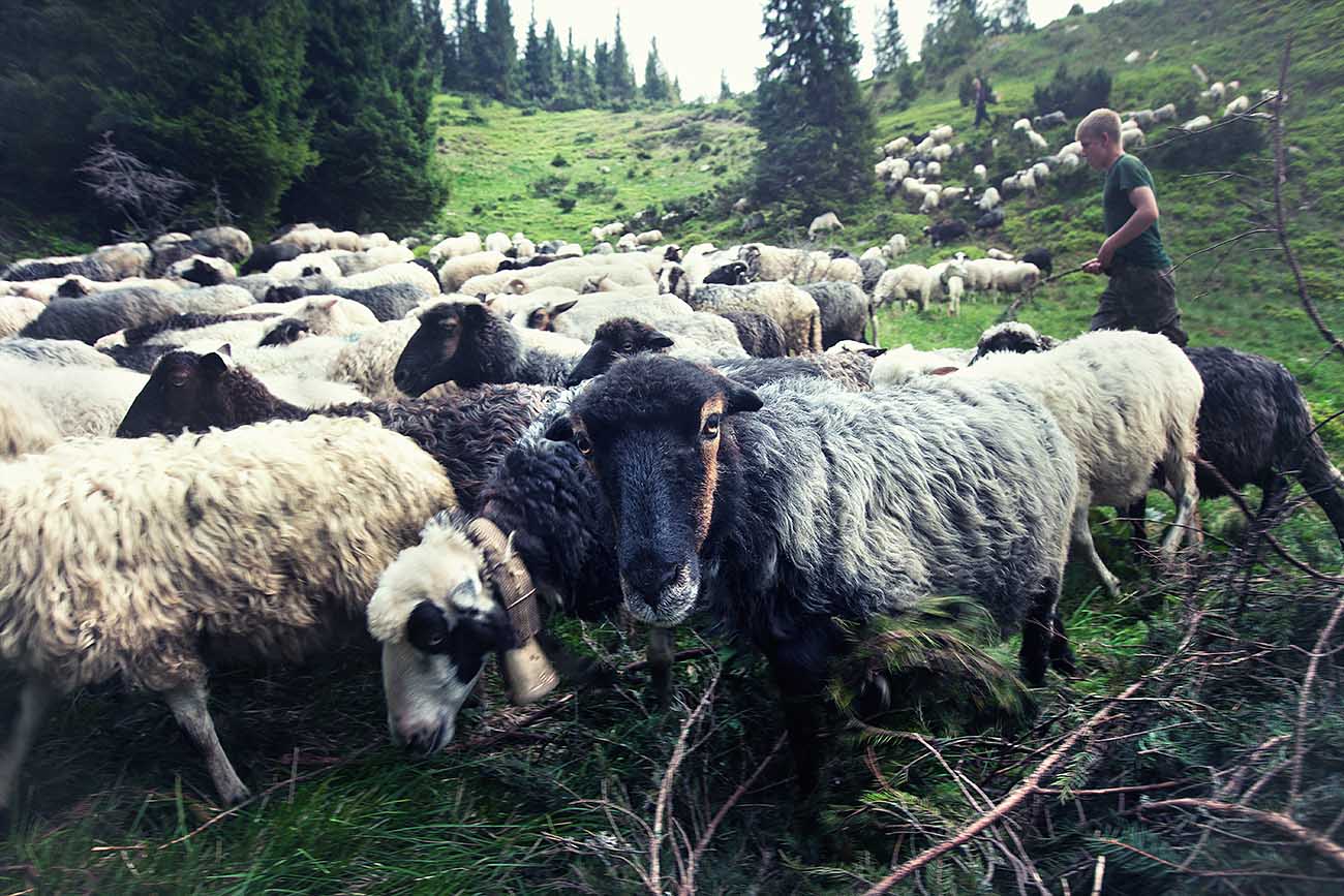 Transcarpathian shepherds