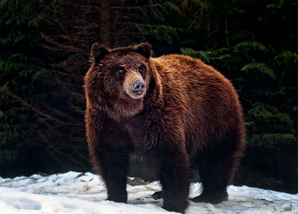 фото бурого медведя
