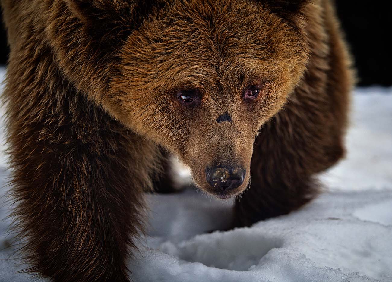 фото ведмедя