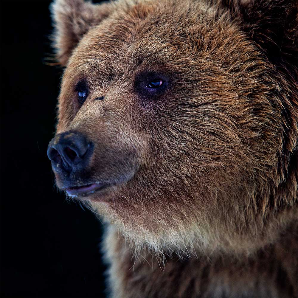 бурый медведь фото