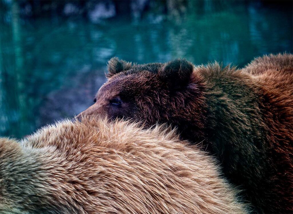 фотографии медведей
